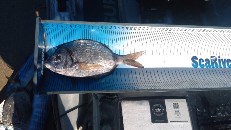 Fish Measure Picture