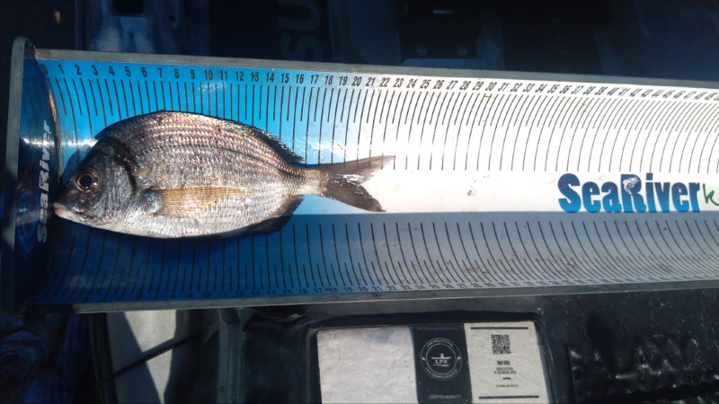 Fish Measure Picture