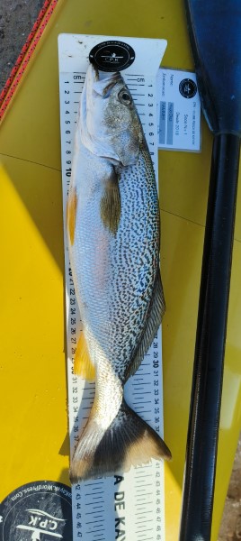 Fish Measure Picture