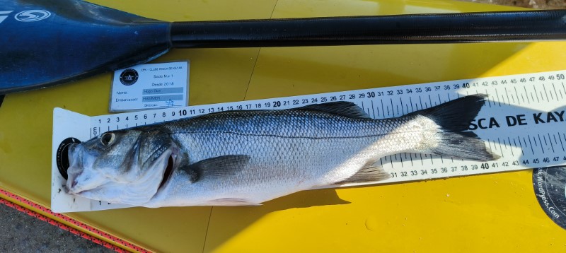 Fish Measure Picture