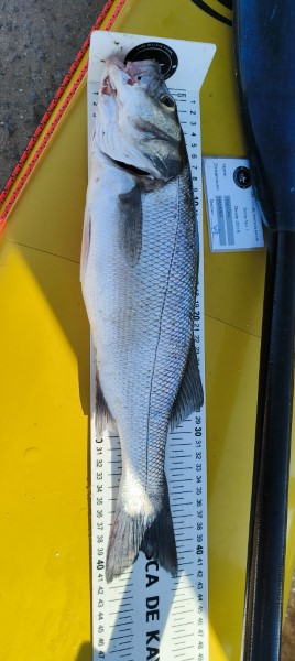 Fish Measure Picture