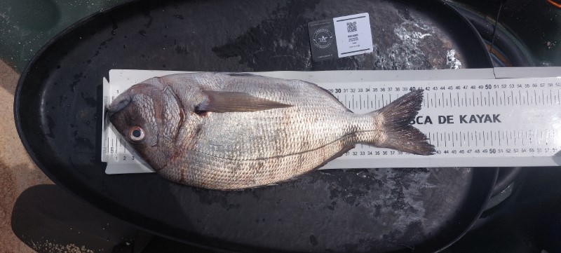 Fish Measure Picture