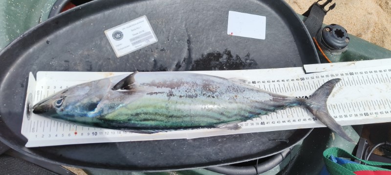 Fish Measure Picture