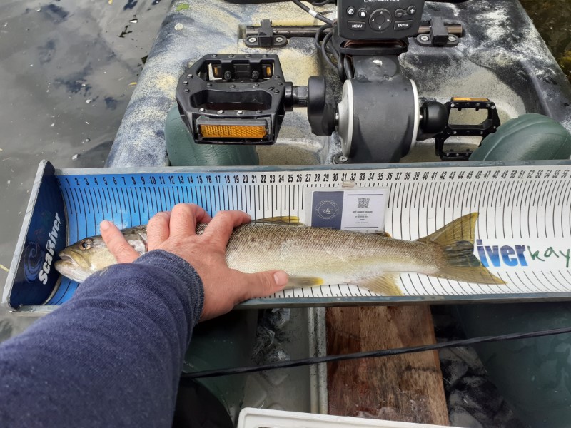 Fish Measure Picture