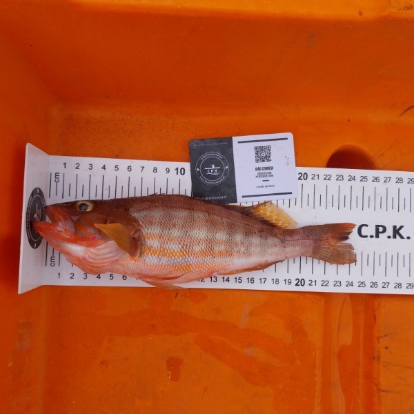 Fish Measure Picture