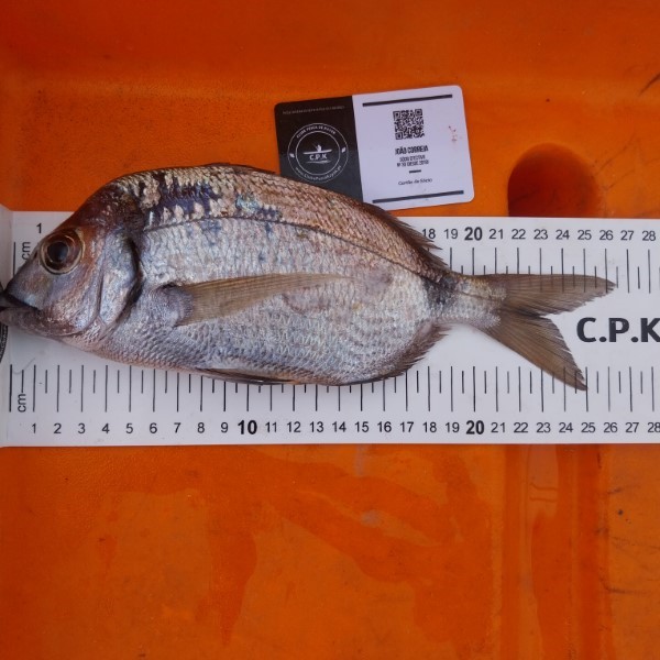 Fish Measure Picture