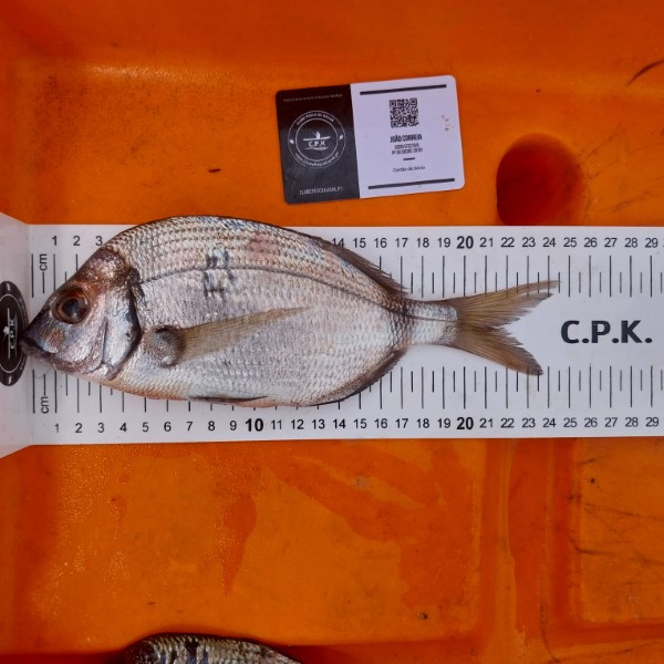 Fish Measure Picture