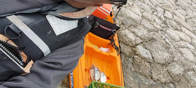 Fish Profile Picture