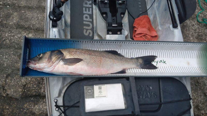 Fish Measure Picture