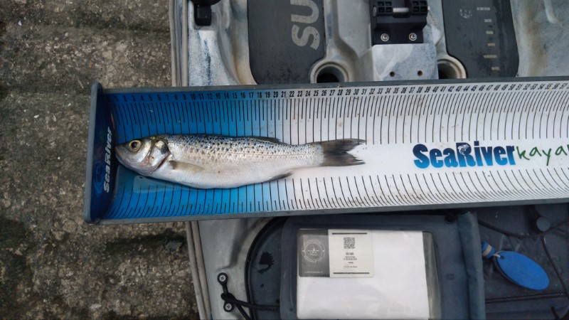 Fish Measure Picture