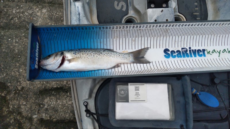 Fish Measure Picture