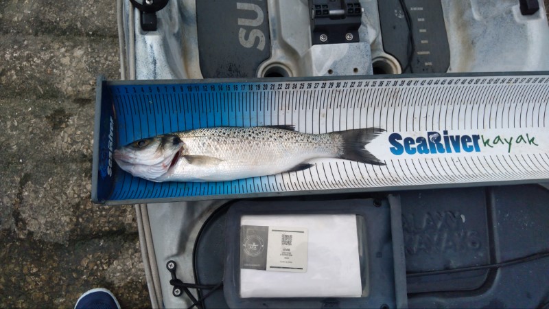 Fish Measure Picture
