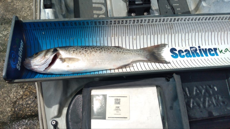 Fish Measure Picture