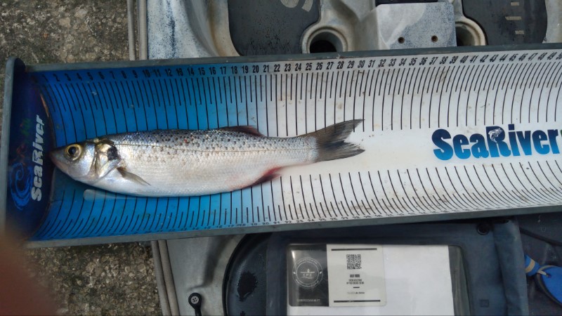 Fish Measure Picture