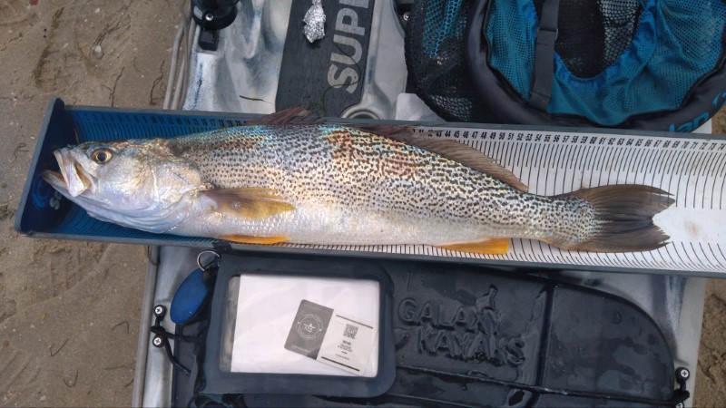 Fish Measure Picture