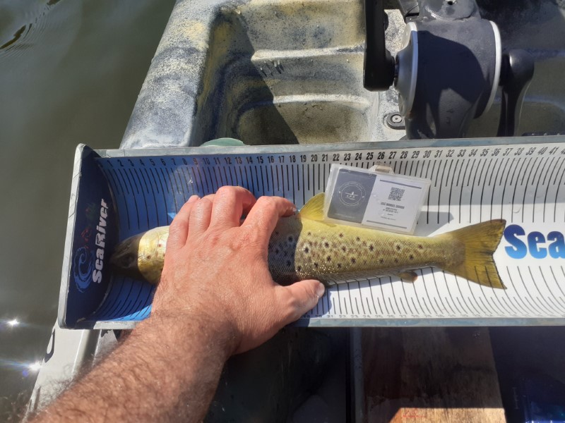 Fish Measure Picture