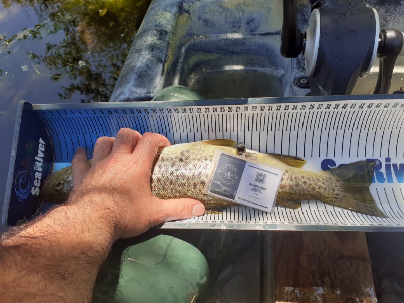 Fish Measure Picture