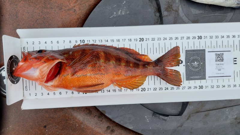 Fish Measure Picture