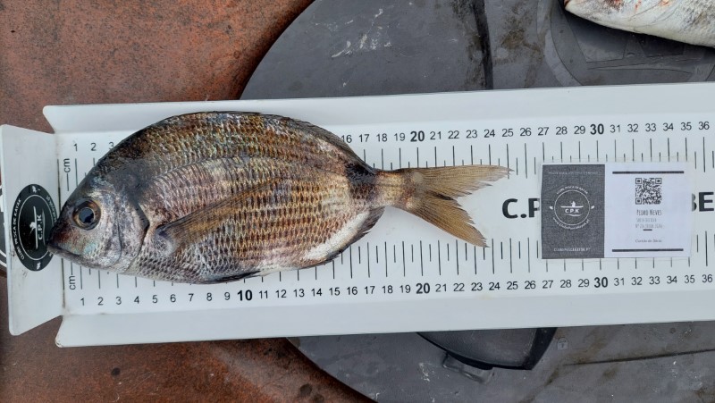 Fish Measure Picture