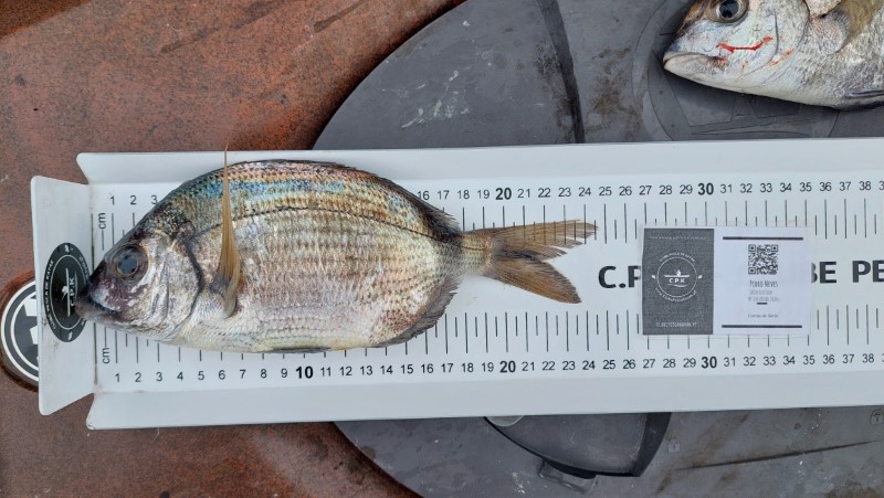 Fish Measure Picture