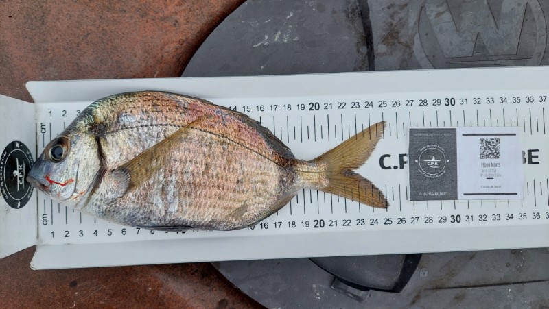Fish Measure Picture