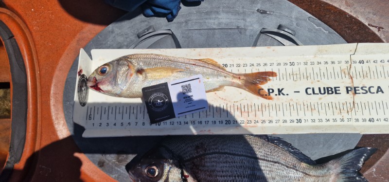 Fish Measure Picture