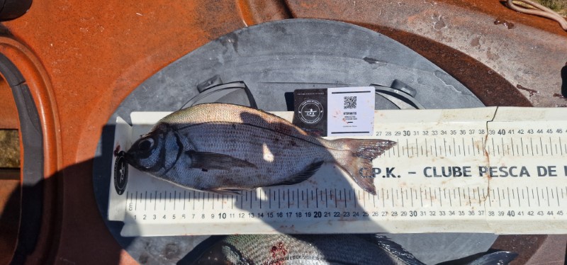 Fish Measure Picture