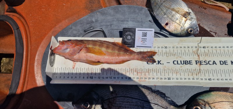 Fish Measure Picture