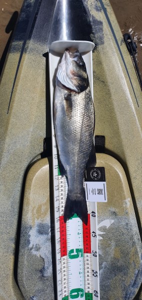 Fish Measure Picture