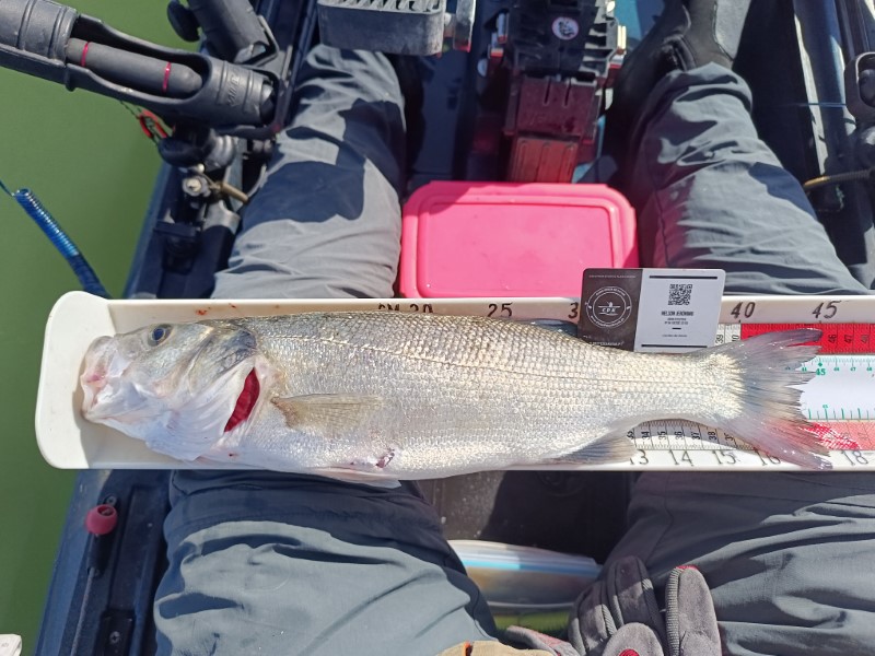 Fish Measure Picture