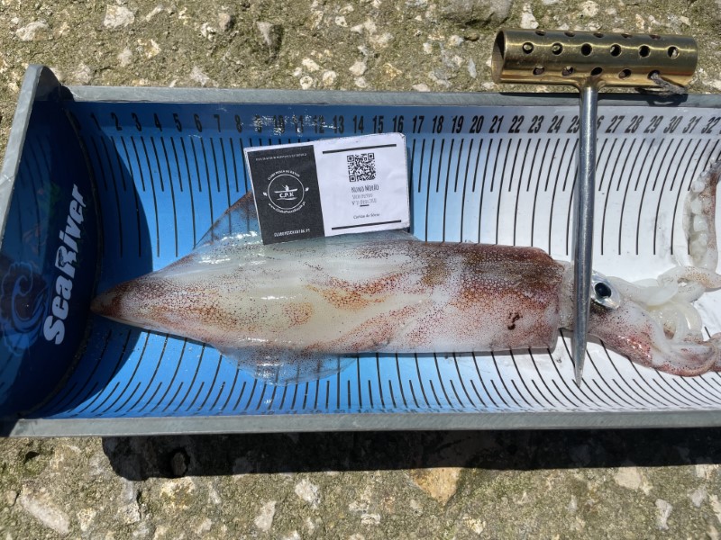 Fish Measure Picture