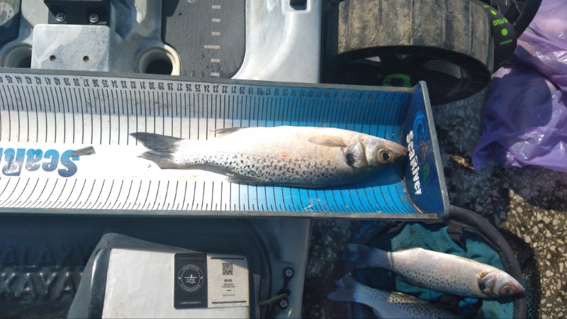 Fish Measure Picture