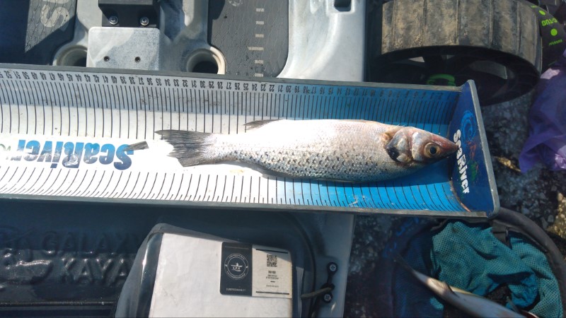 Fish Measure Picture