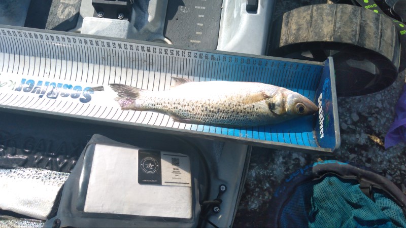 Fish Measure Picture