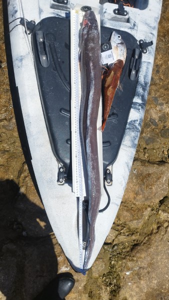 Fish Measure Picture