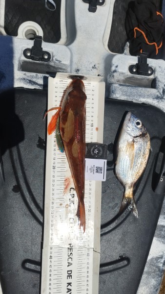 Fish Measure Picture