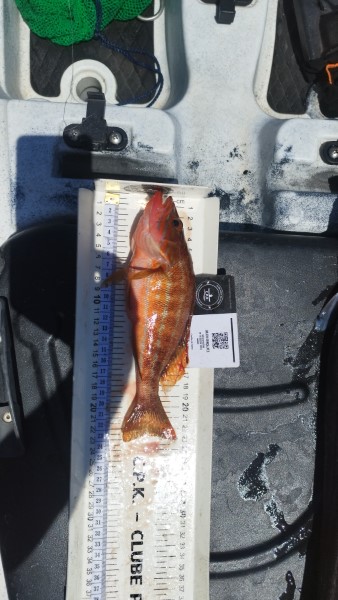 Fish Measure Picture