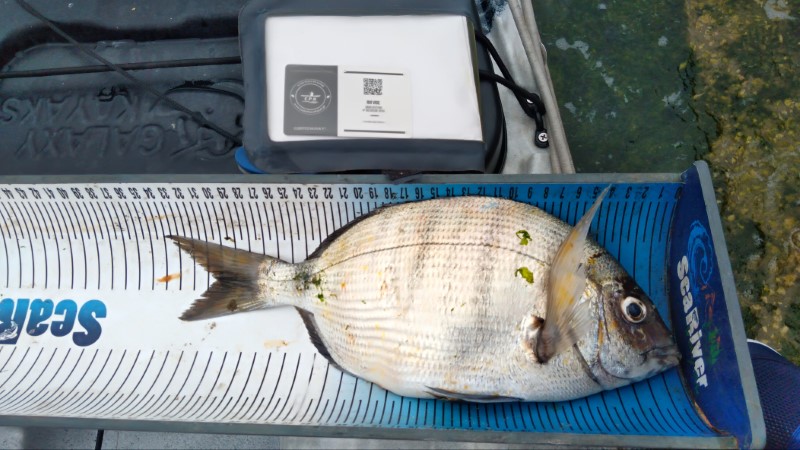Fish Measure Picture