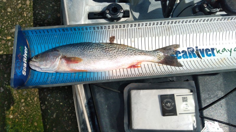 Fish Measure Picture