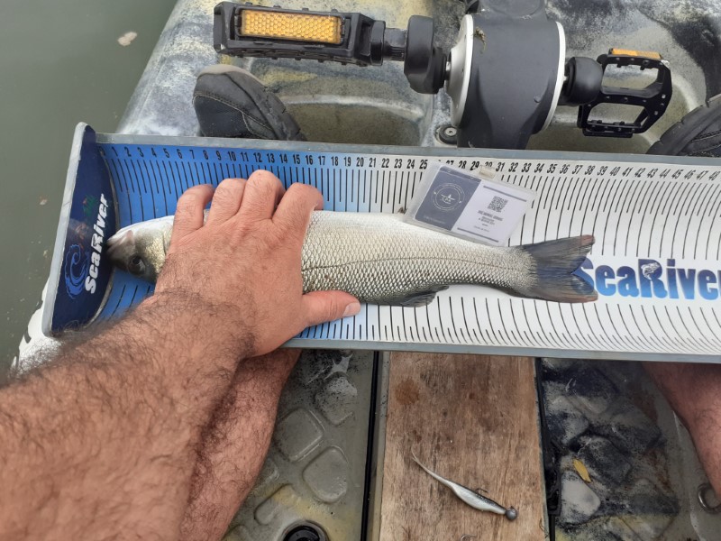Fish Measure Picture