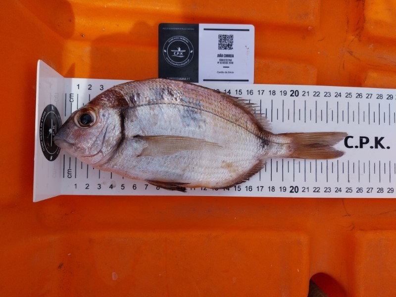 Fish Measure Picture