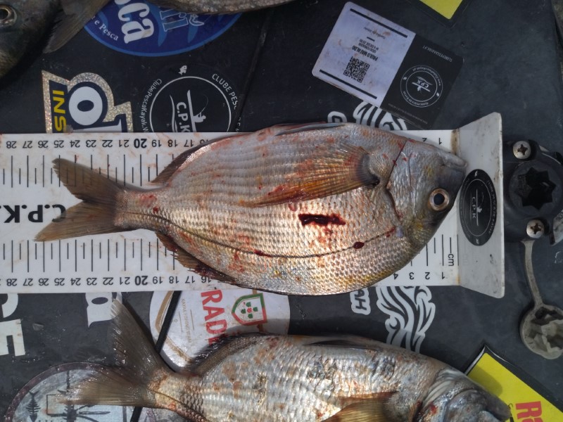 Fish Measure Picture