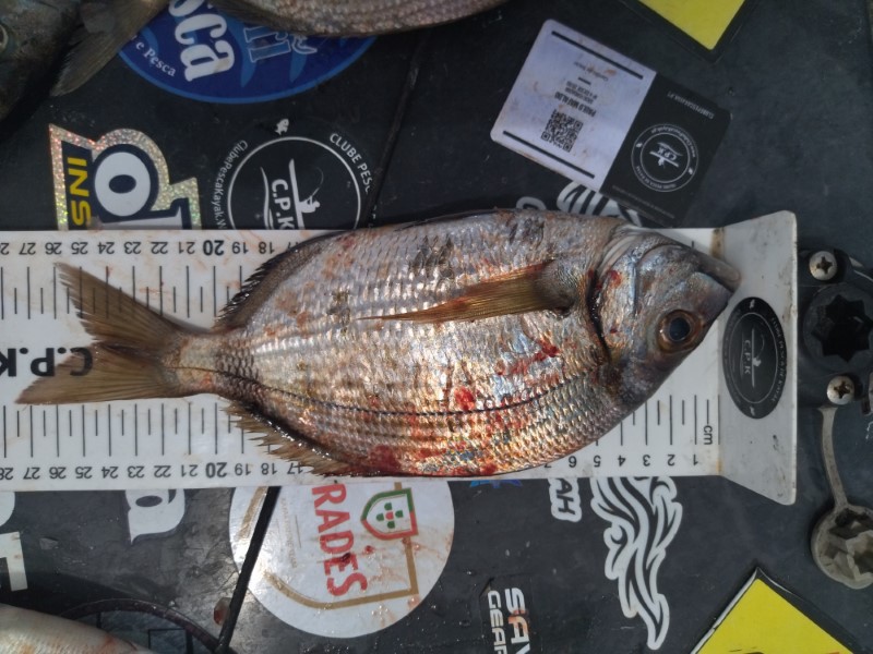 Fish Measure Picture