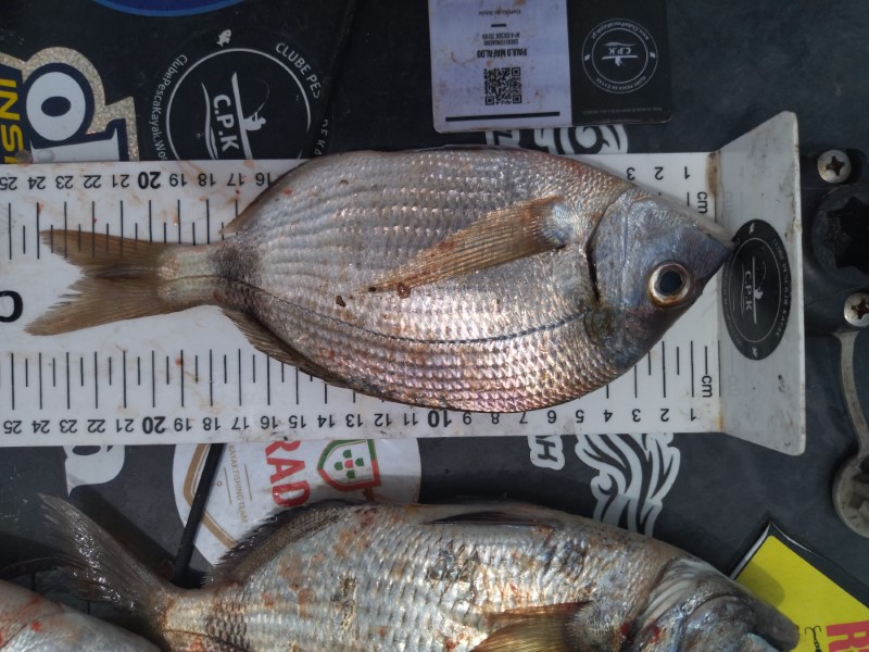 Fish Measure Picture