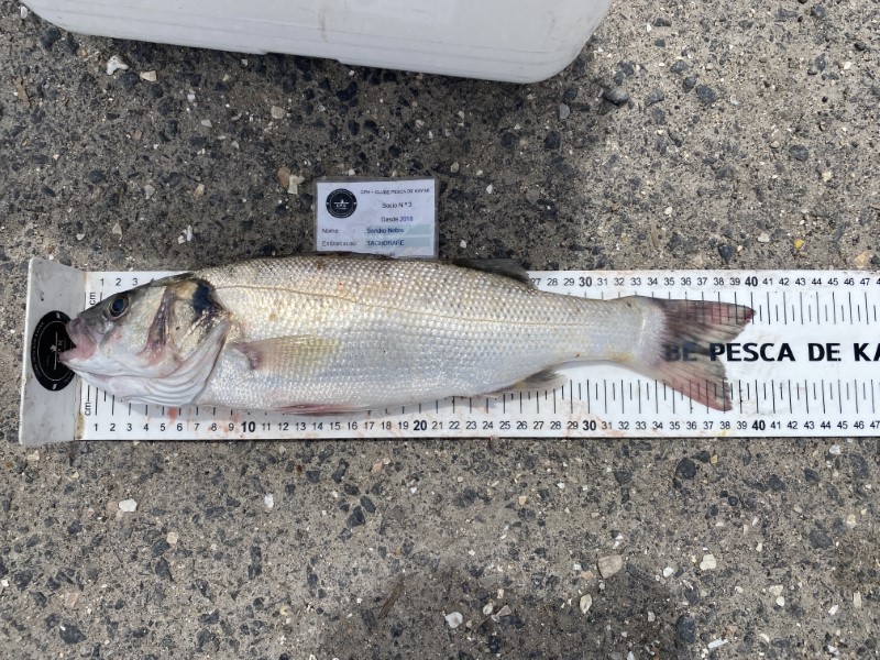 Fish Measure Picture