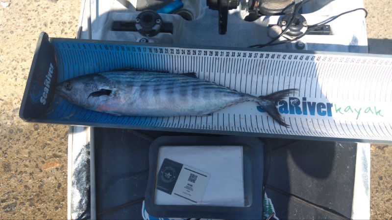 Fish Measure Picture