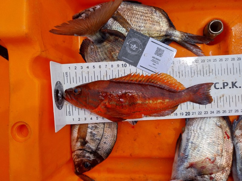 Fish Measure Picture