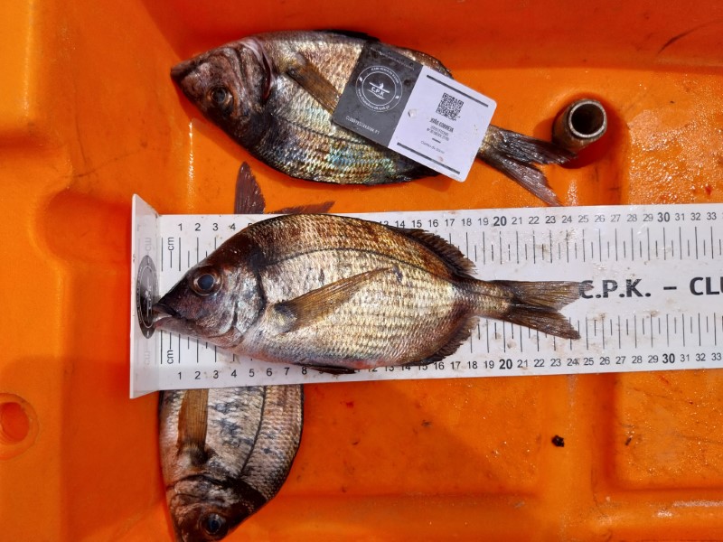Fish Measure Picture