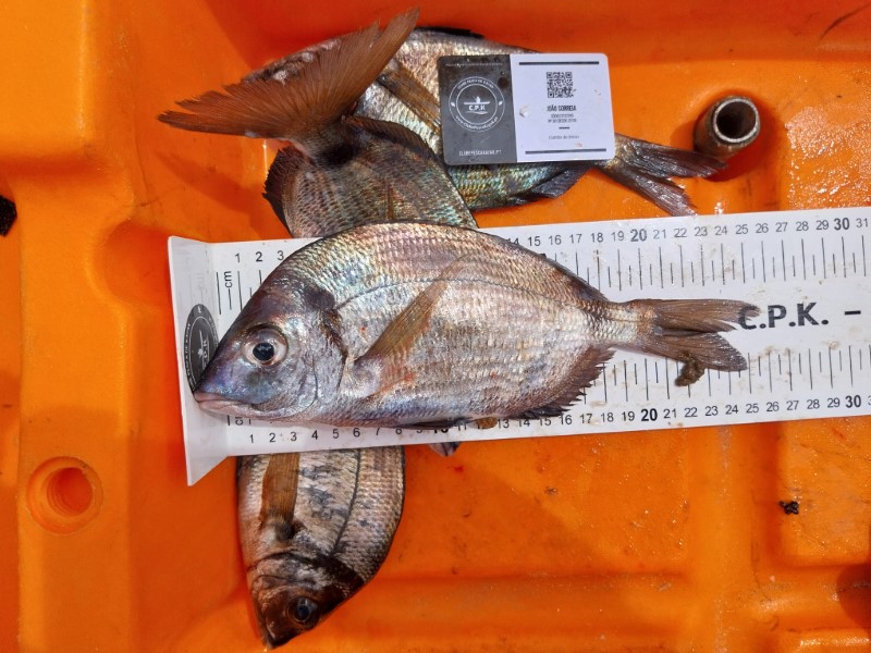 Fish Measure Picture
