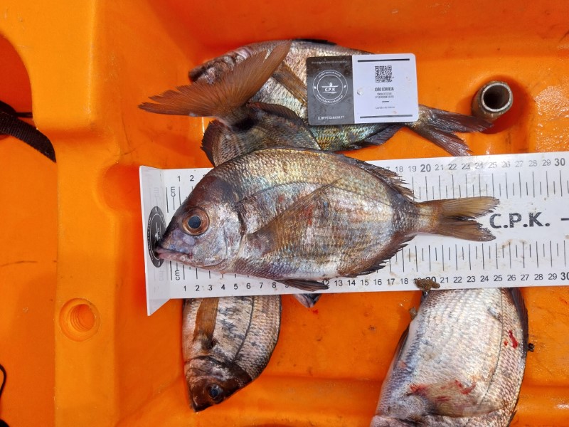 Fish Measure Picture